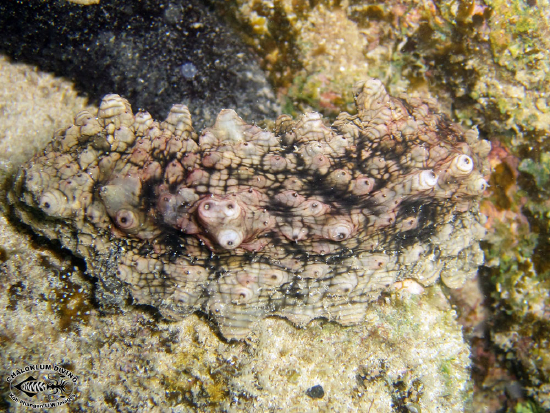  Stichopus horrens (Horrendous Sea Cucumber, Dragonfish)